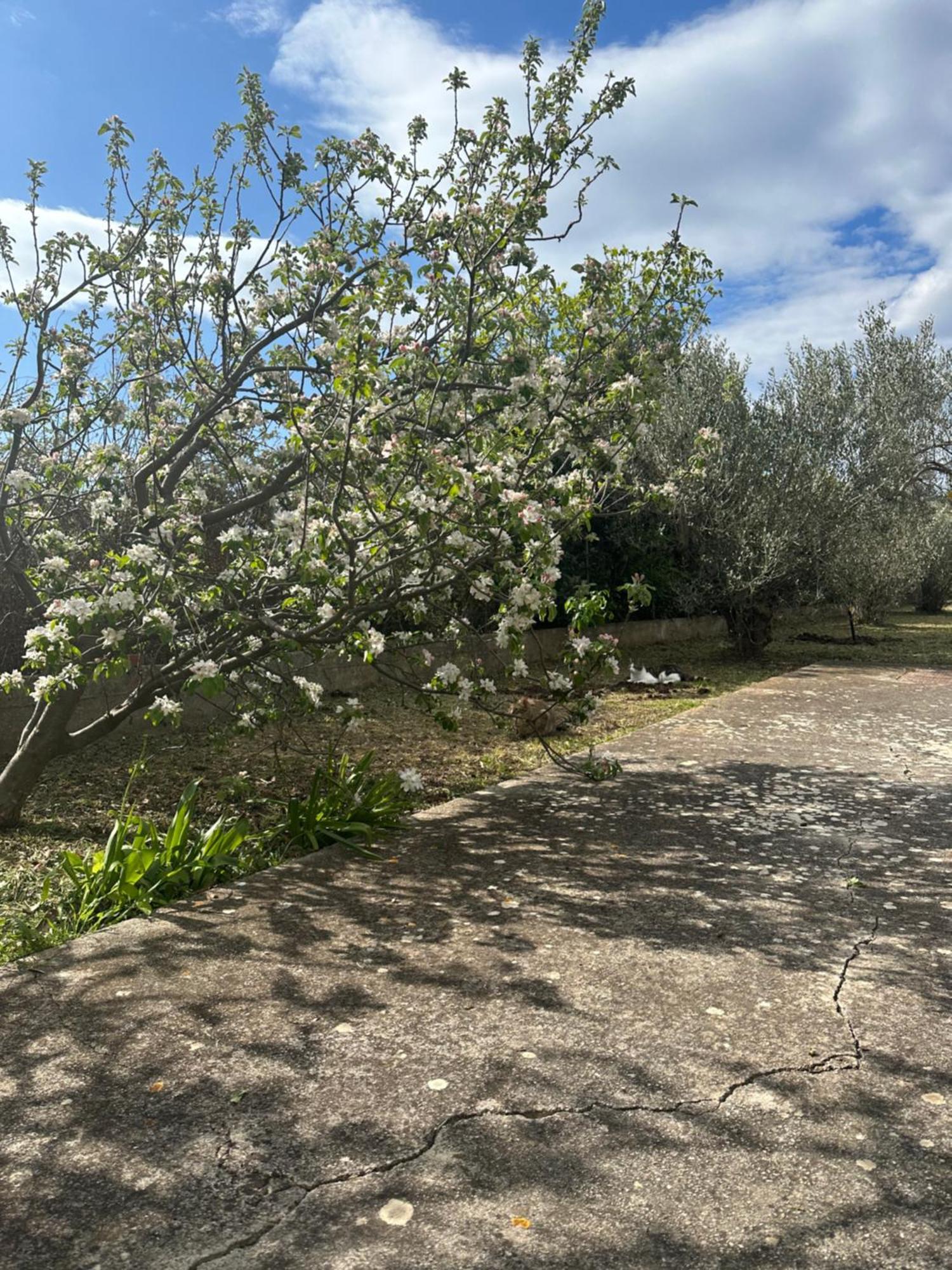 Apartments Vala Betina  Εξωτερικό φωτογραφία