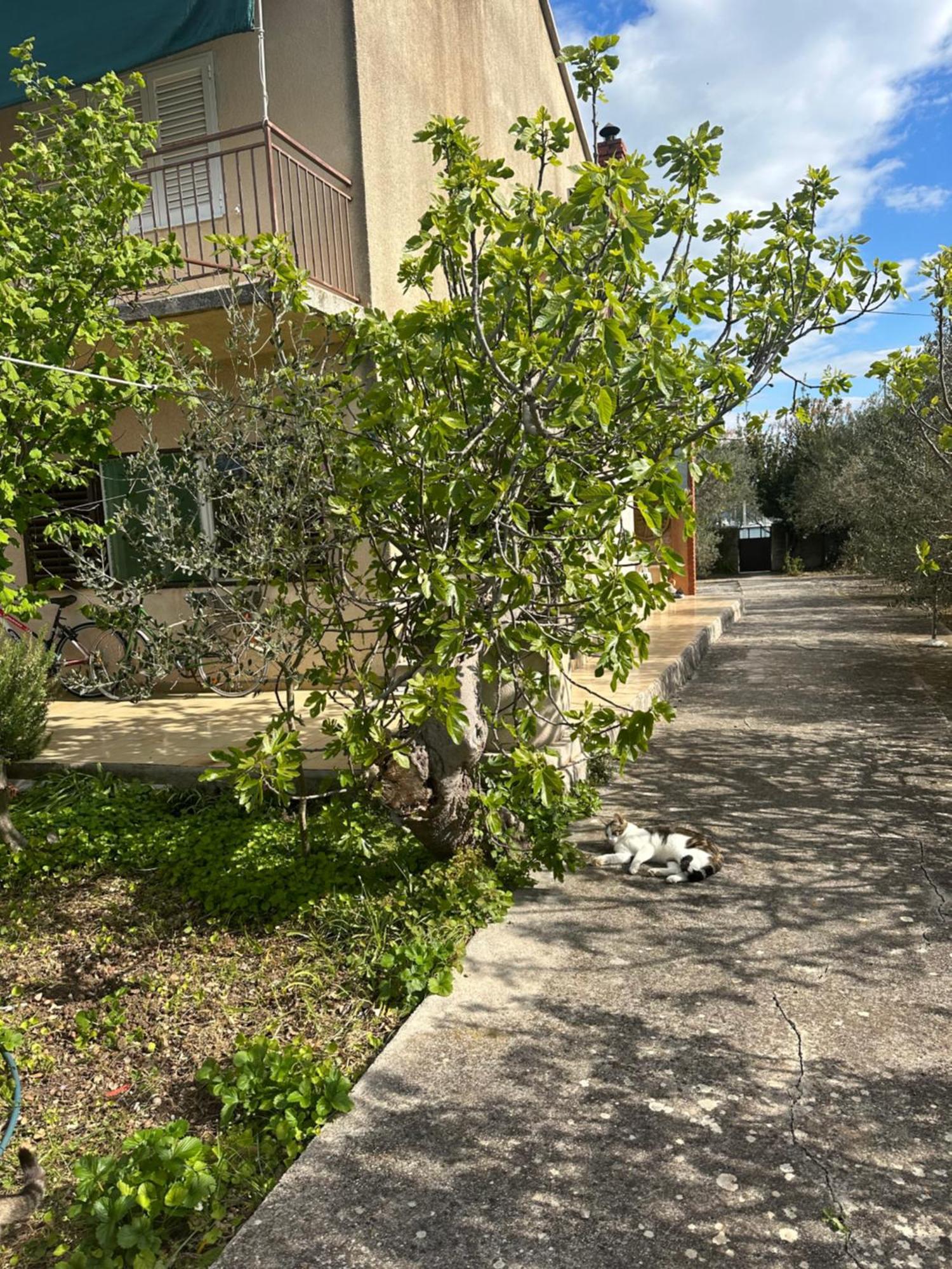 Apartments Vala Betina  Εξωτερικό φωτογραφία