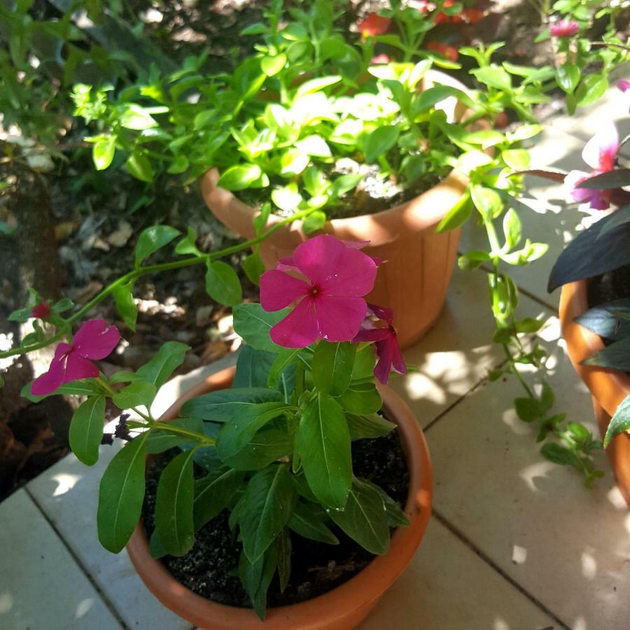 Apartments Vala Betina  Εξωτερικό φωτογραφία